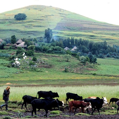 Synergies of animal welfare and agroforestry to benefit farming systems in Ethiopia