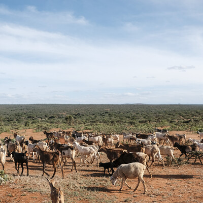 Livestock in Kenya