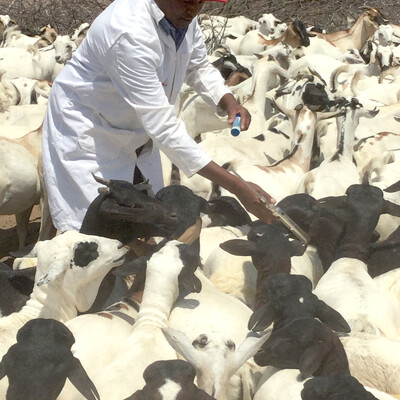 RVF vaccination on cows being done in Isiolo