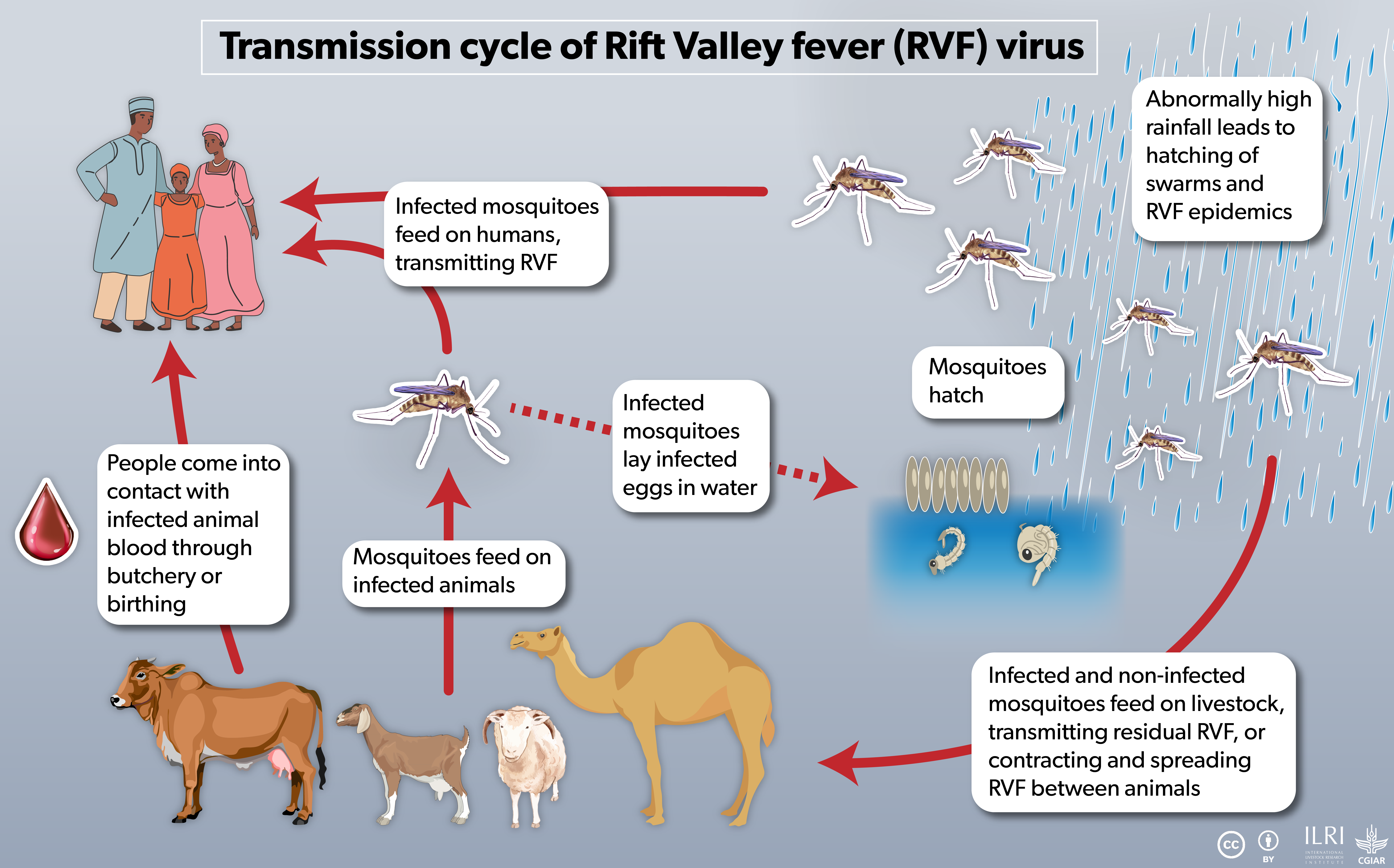 Infographic showing transmission cycle of Rift Valley fever between livestock and humans