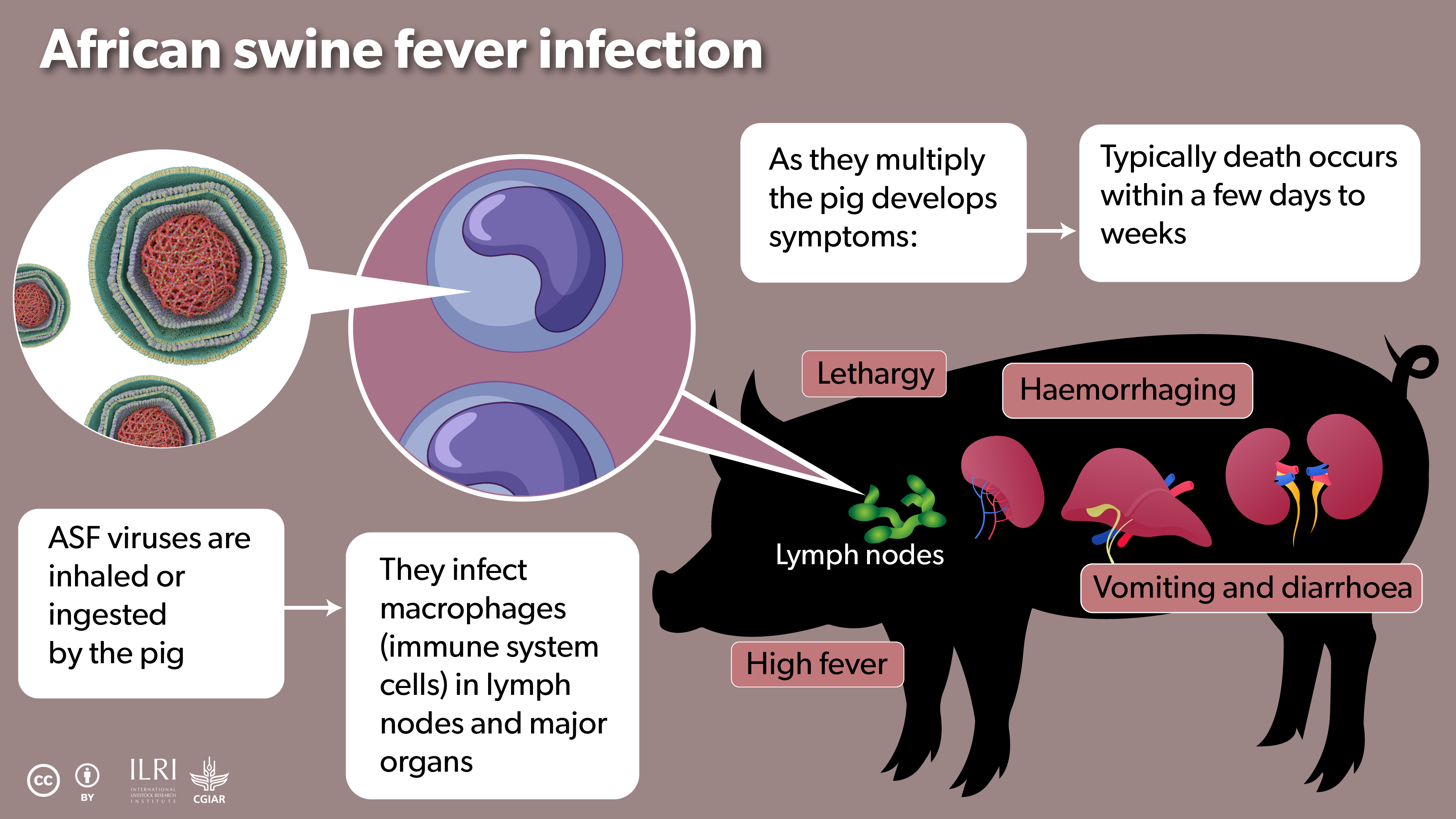 ASF virus infection