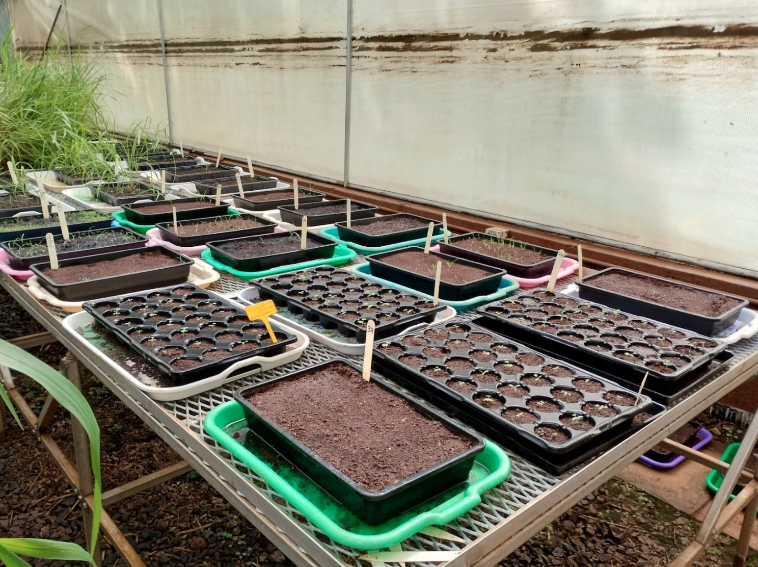 Fiona Pearce is growing plants (grasses and a forage legume) from seed in Mazingira's greenhouse to use in an experiment (Photo credit: Fiona Pearce)