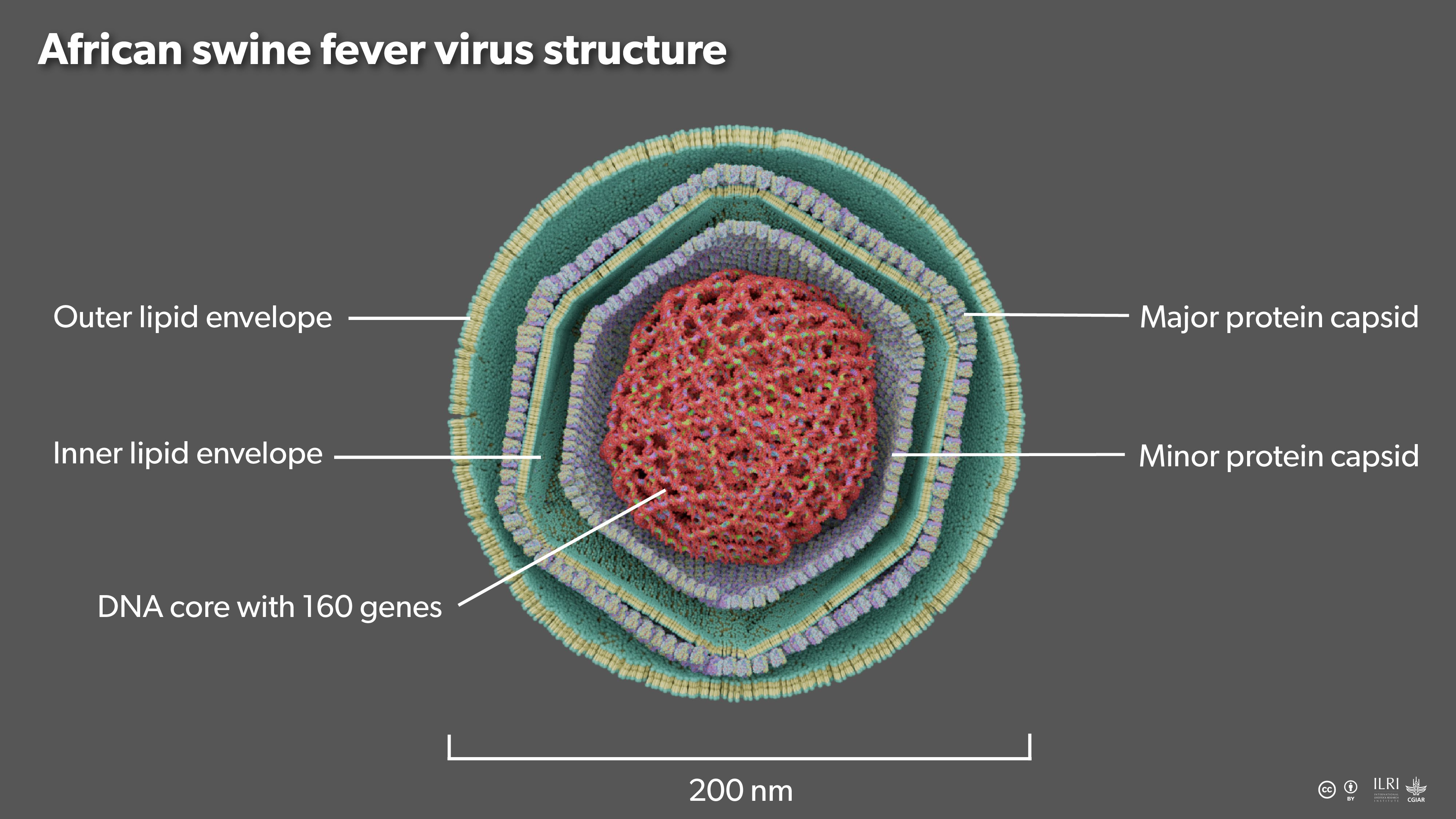 ASF virus structure