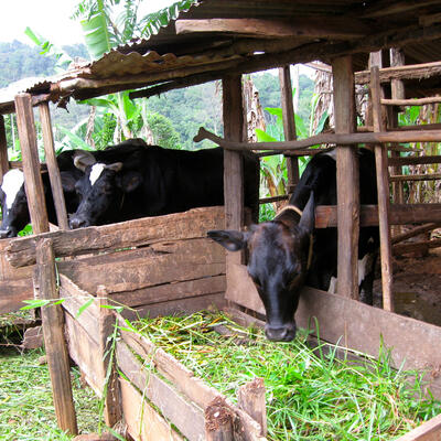 What is killing my cow? Re-assessing diseases in smallholder dairying in Tanzania