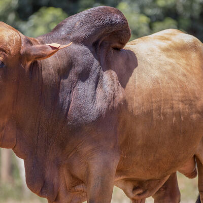 Mzima livestock project