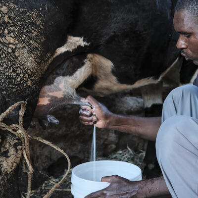 Man milking cow, Kenya. (ILRI)