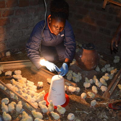 AMR research sampling on a smallholder poultry farm