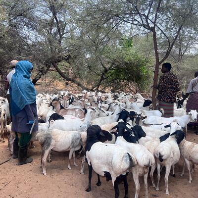 Women and men animal health service providers standing in an arid area near a flock of goats and sheep in Isiolo County, Kenya