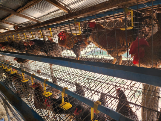 A chicken breeding site in Cambodia (photo: Terry Amaya/ILRI).