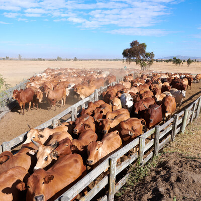 Cattle in kapit text