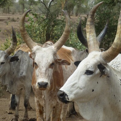 Afar cattle Afar cattle