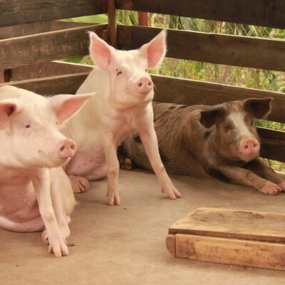 Improved pigs Improved pigs