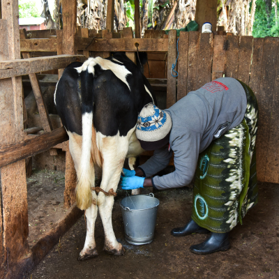 Lilian milking dairy cow