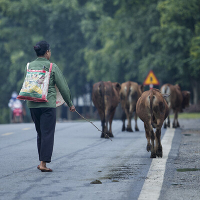 On the road of Tan Lac district of the mountainous province of Hoa Binh, people can see modern vans as part of the fast urbanisation process in Vietnam while seeing livestock wandering. Agriculture still dominates this country (photo credit: Vu Ngoc Dung).