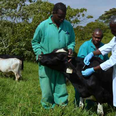 ILRI research is working towards more effective livestock vaccines ILRI research is working towards more effective livestock vaccines