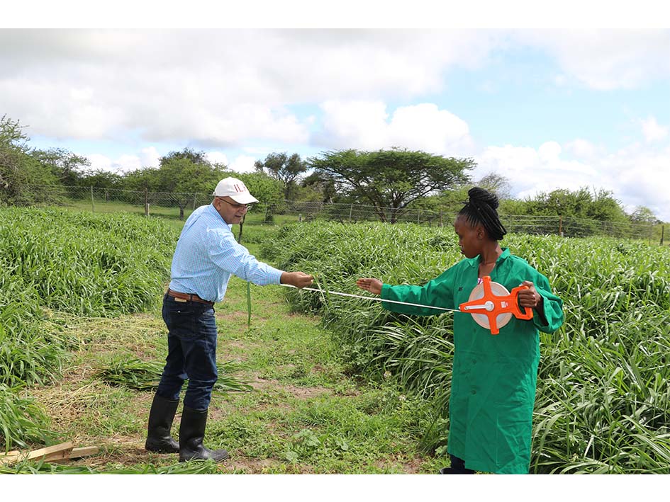 Sita and an ILRI casual staff measure the length of a fully matured Brachiaria cultivar at the Kapiti research station