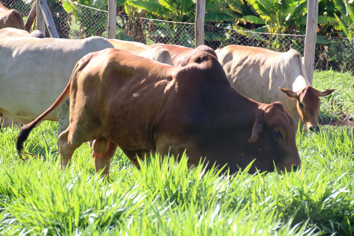 Cattle feed on Brachiaria grass at the ILRI farm on the Nairobi campus. The grass has proven to improve milk and meat production in livestock