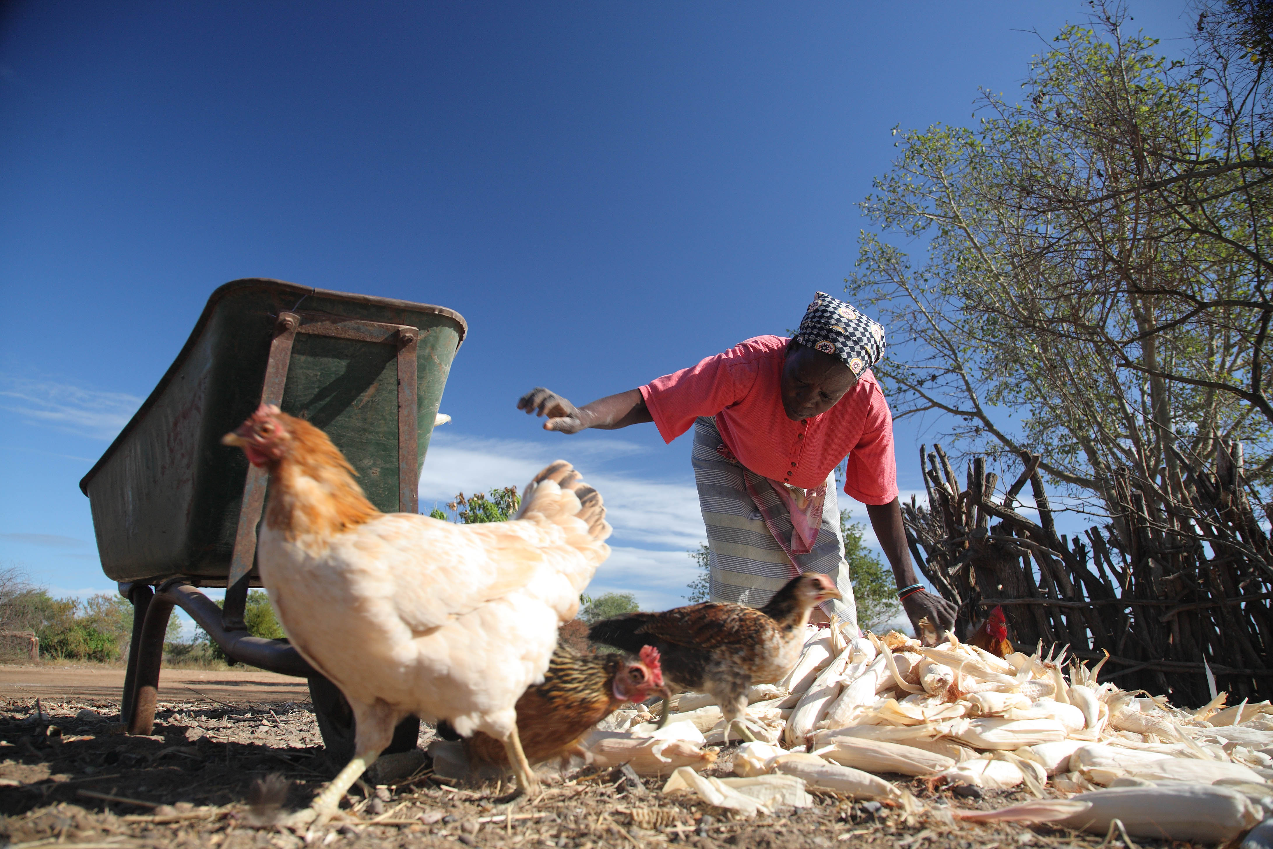 Getting More From Livestock The Potential Of Collective Action To Improve The Quality Of Animal 