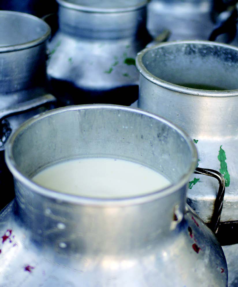 MoreMilk: Making the most of milk | International Livestock Research ...