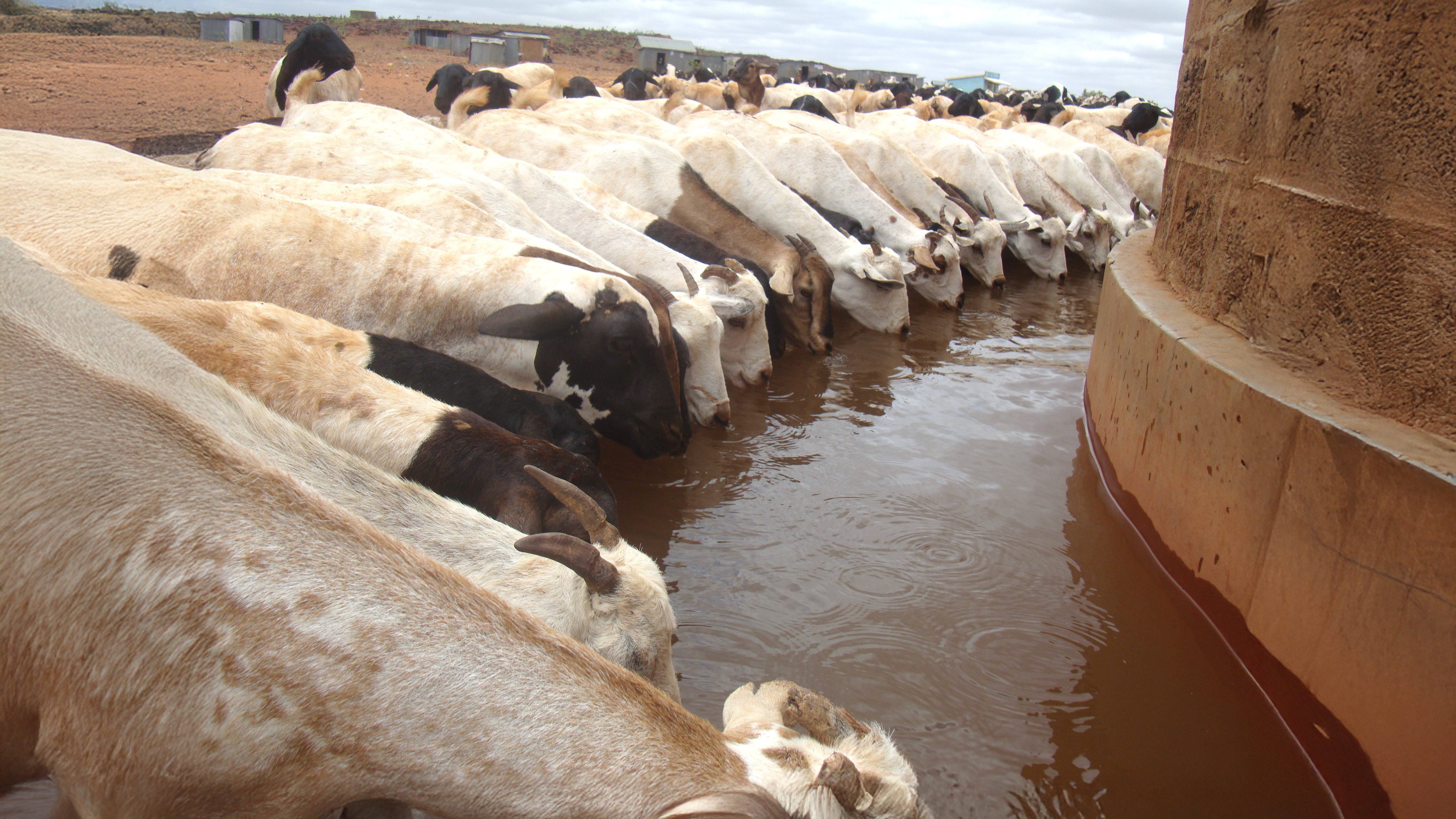 Livestock at Burgabo waterpoint in Marsabit County, Kenya