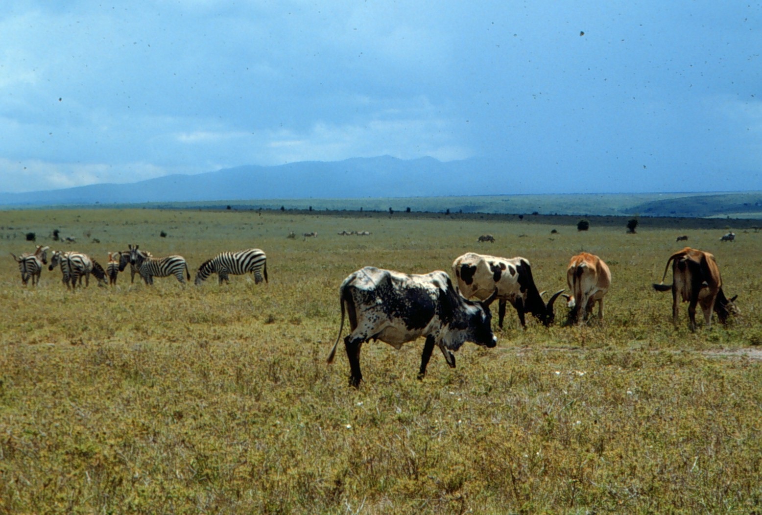 Kenya's wildlife-rich rangelands with cattle and wildlife (photo credit: ILRI/Dave Elsworth).