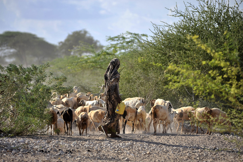 Goats being herded near Wajir, northern Kenya (photo credit: ILRI/Riccardo Gangale).