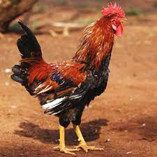 Indigenous cock
