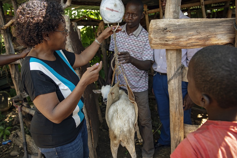 ILRI scientist Julie Ojango weighs a goat