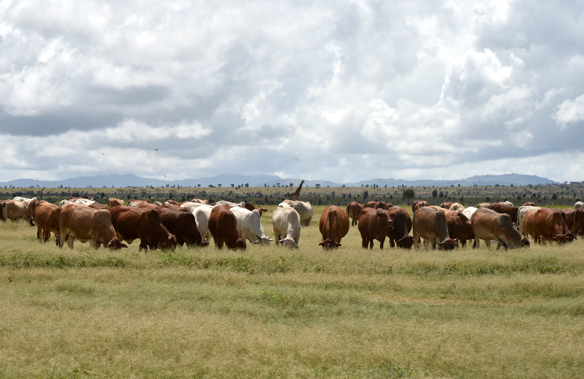 Giraffe and cattle at Kapiti Research Station and Wildlife Conservancy