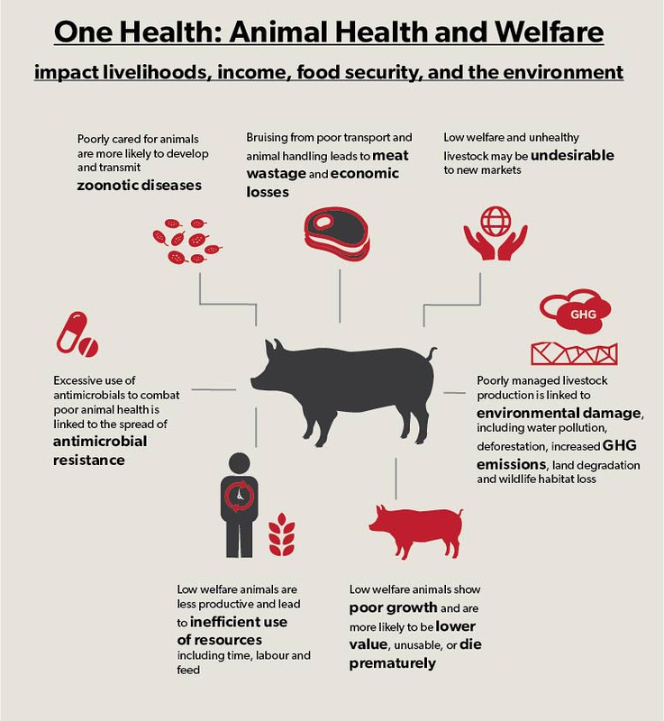 An infographic illustrating how animal welfare fits in with One Health