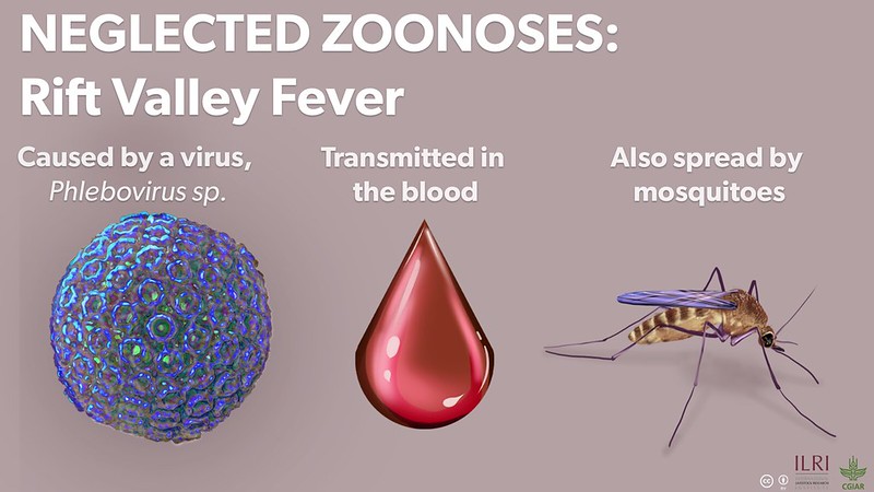 Illustration showing Rift Valley fever