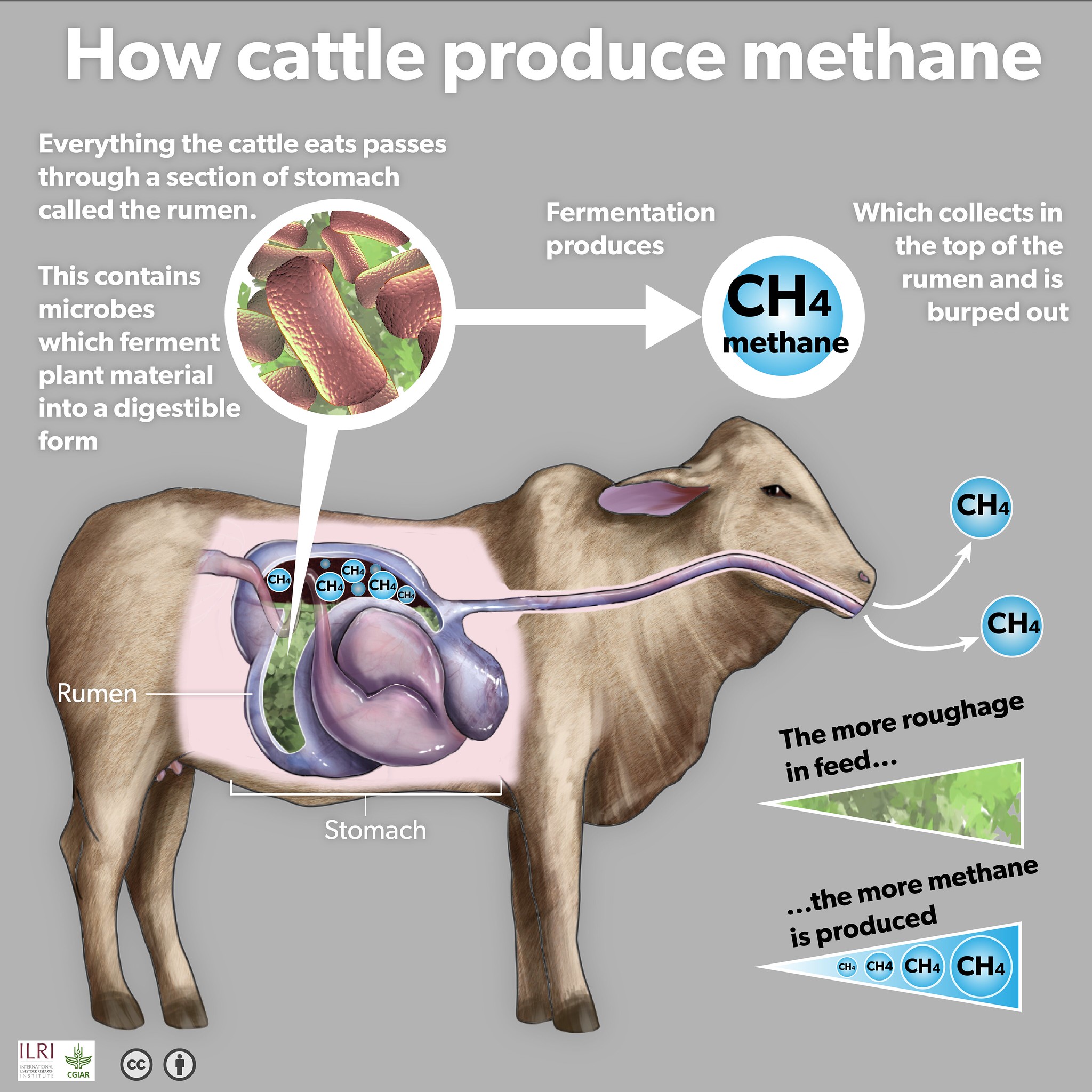 How bovines produce methane