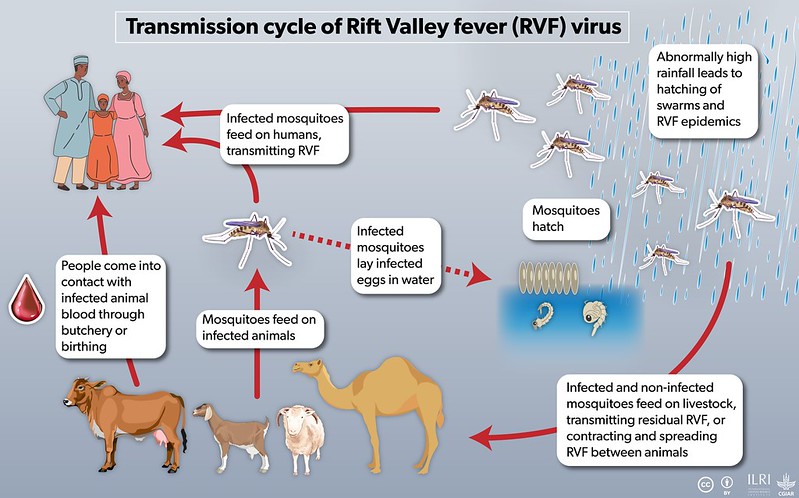Transmission of Rift Valley fever virus