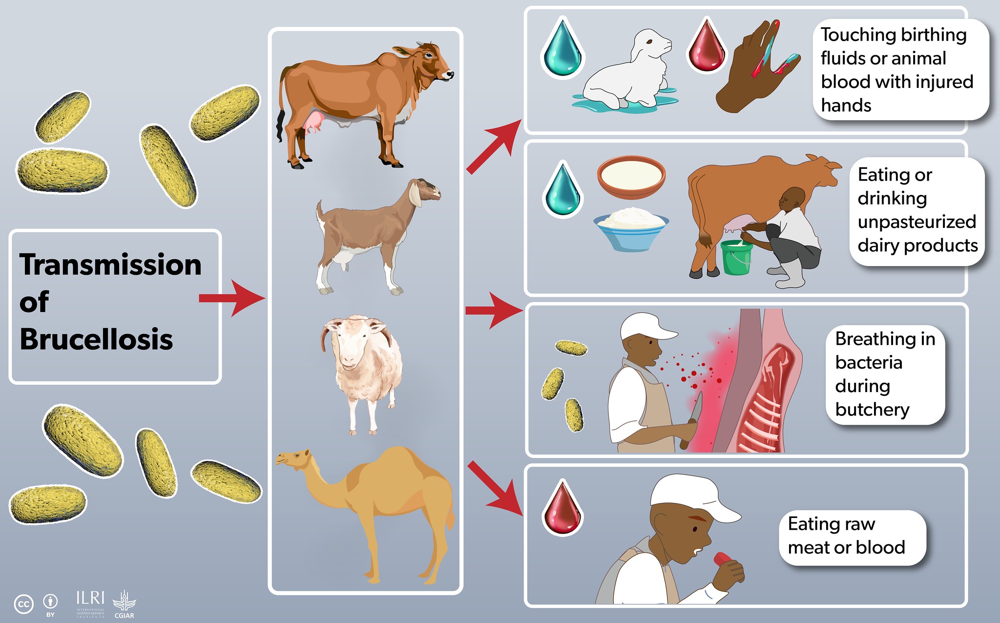 How brucellosis is transmitted