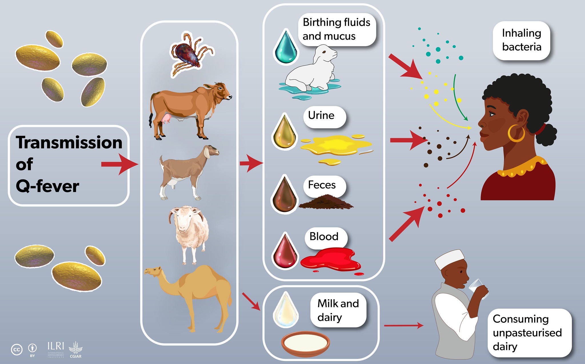 How Q-fever is transmitted