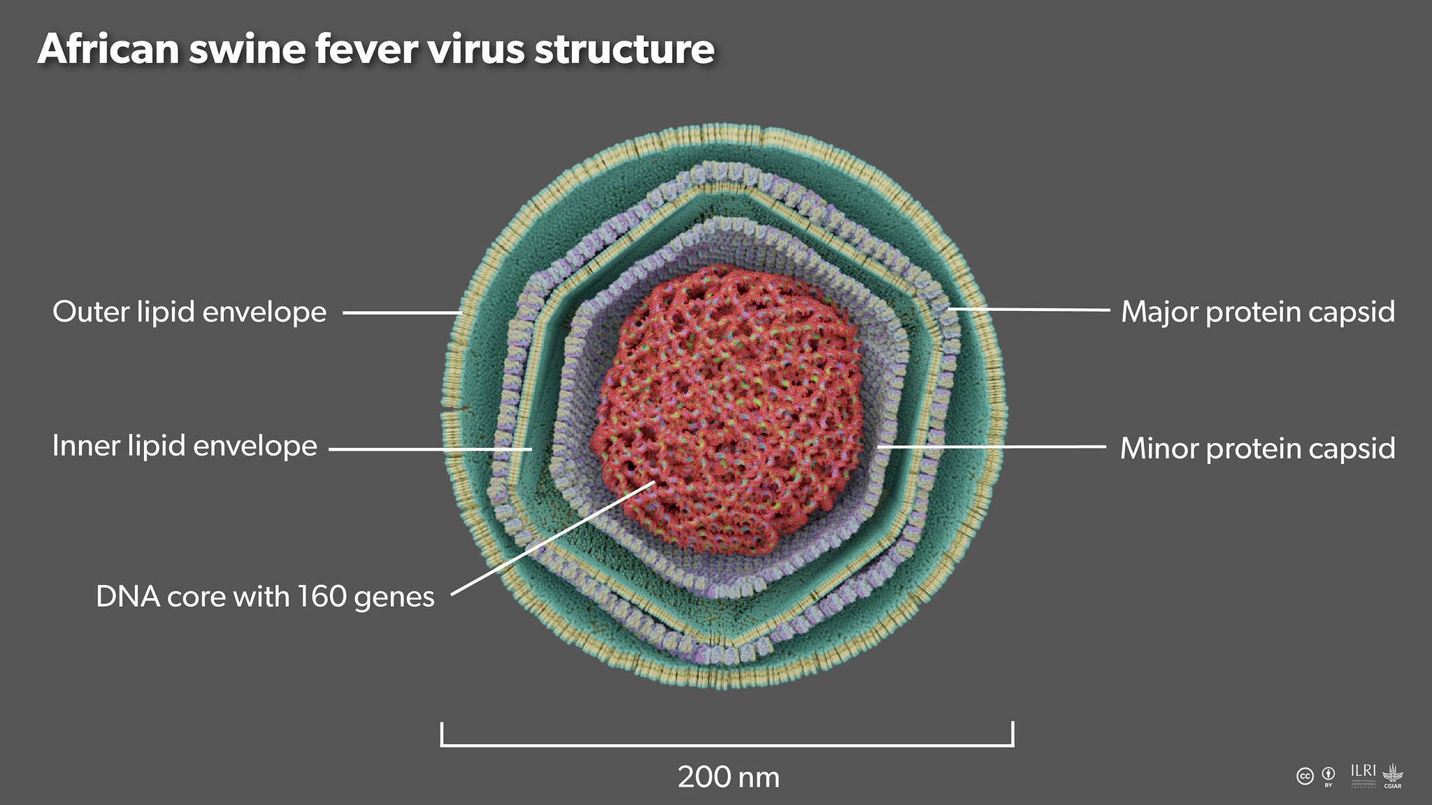 Representation of African swine fever virus. Created and uploaded by a.slater@cgiar.org <a href="https://www.ilri.org/news/vaccine-solution-african-swine-fever-within-reach" rel="noreferrer nofollow">www.ilri.org/news/vaccine-solution-african-swine-fever-wi...</a>