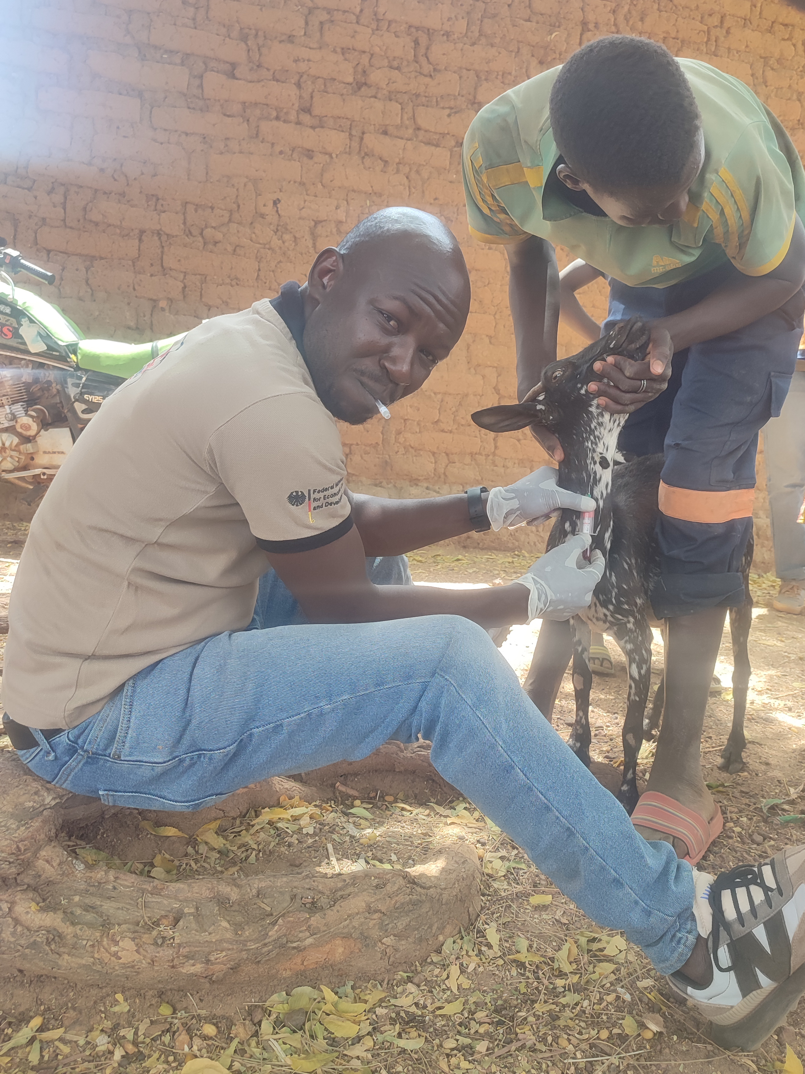 Abdoul Iboudo of ILRI takes a blood sample from a goat in Burkina Faso (photo credit: Moctar Yougbaré). Coordination and implementation of fieldwork using One Health 