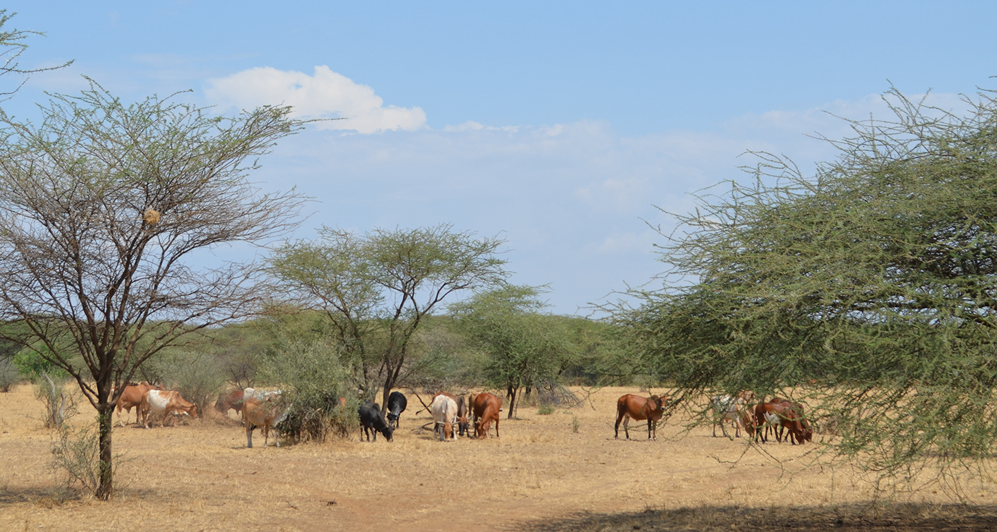 Cattle graze in a pasture reserved for the dry season in a conservancy under community-based rangeland management in Kajiado County, Kenya (photo credit: ILRI/Jason Sircely).