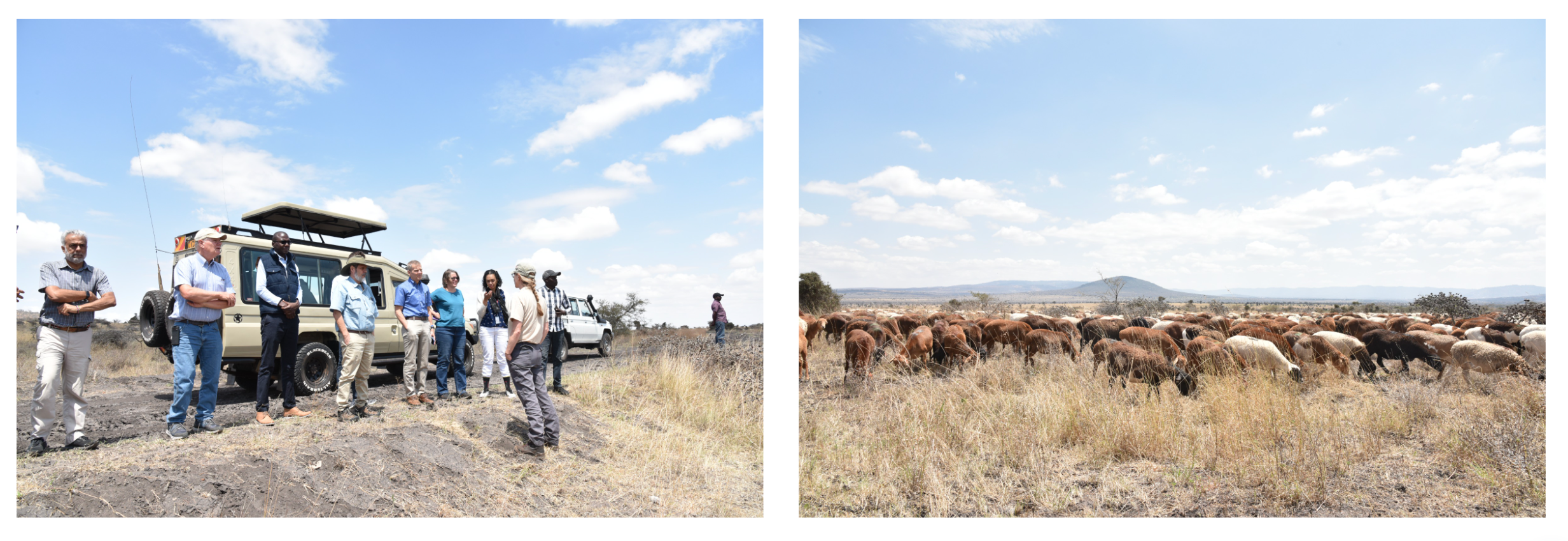 USDA, KALRO, and ILRI teams learning about ILRI’s cattle research at Kapiti (ILRI/Kristen Tam)
