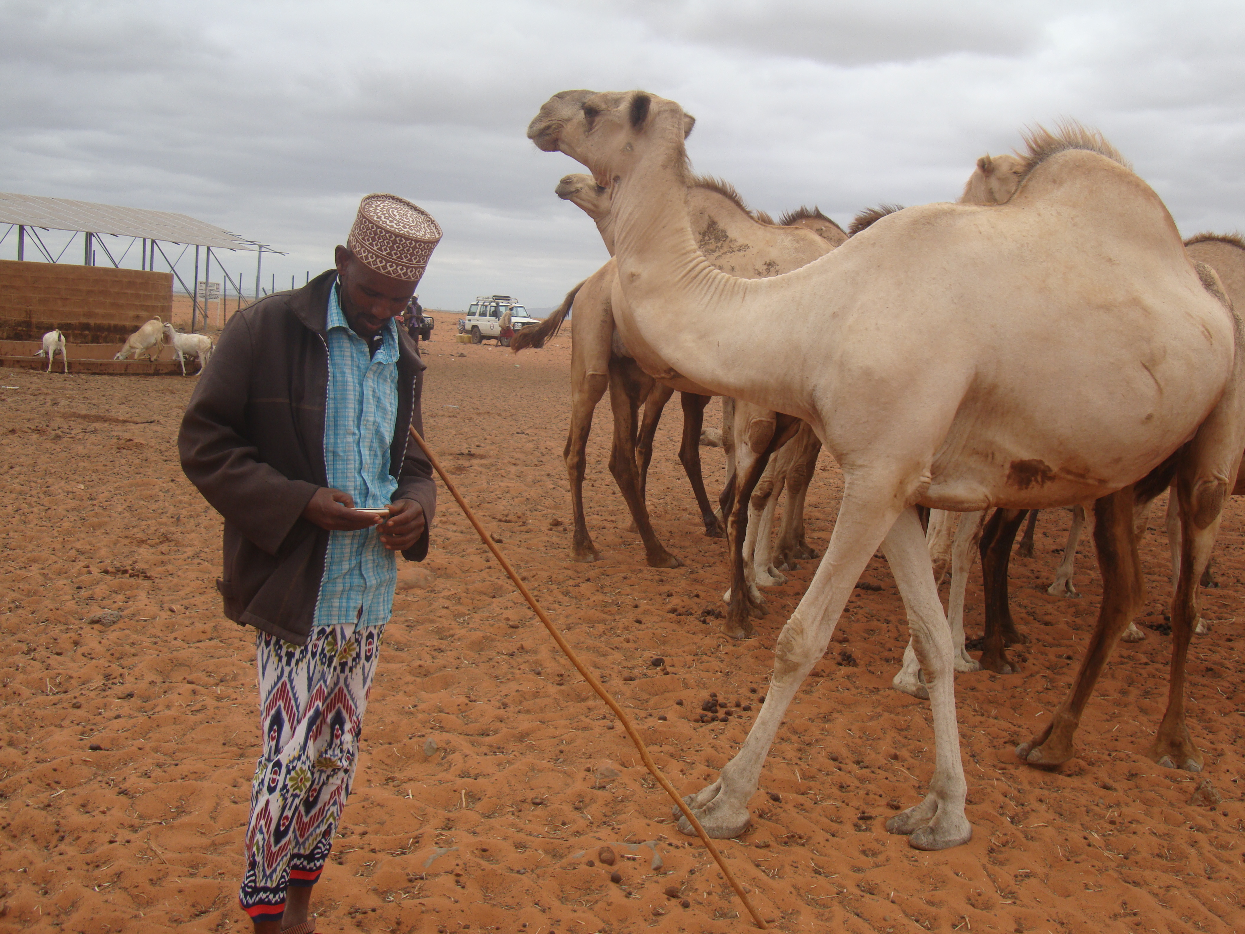 Camels at a watering hole in Marsabit, Kenya
