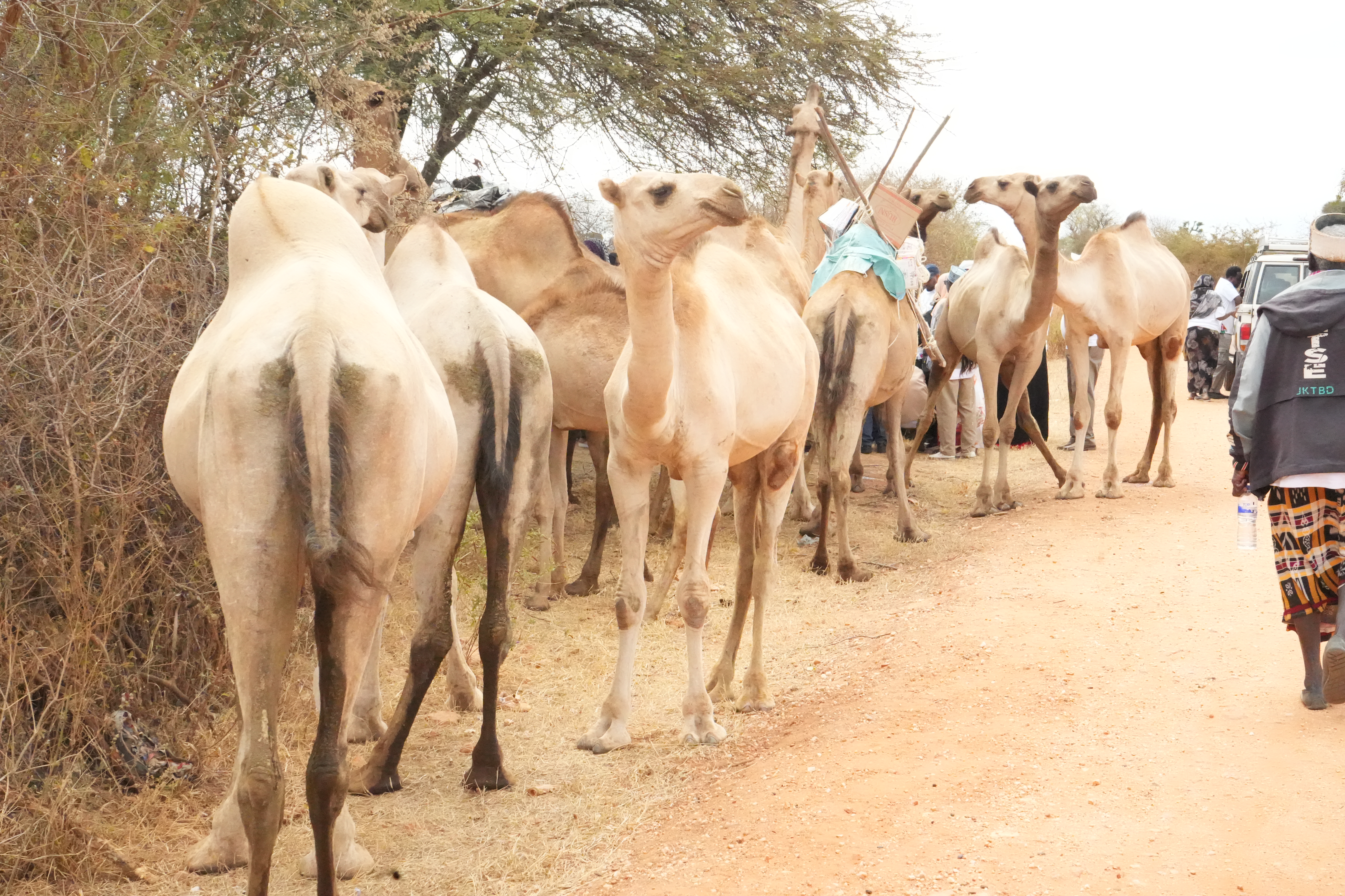 Photo of camels during the cross-border camel Caravan in Moyale, Kenya