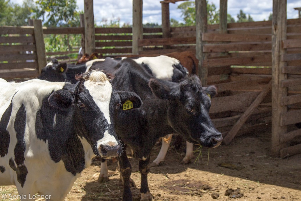 Dairy cattle on a smallholder farm
