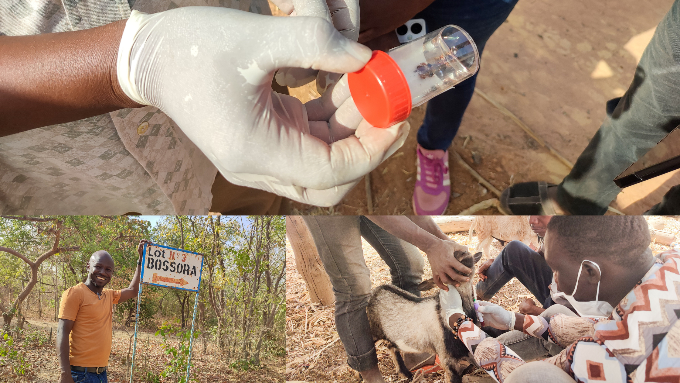 Three pictures from the field with Abdoul Iboudo: One showing ticks in a container, other showing field researchers taking bloog samples from a goat and Abdoul standing against a Bossora post in Burkina Faso
