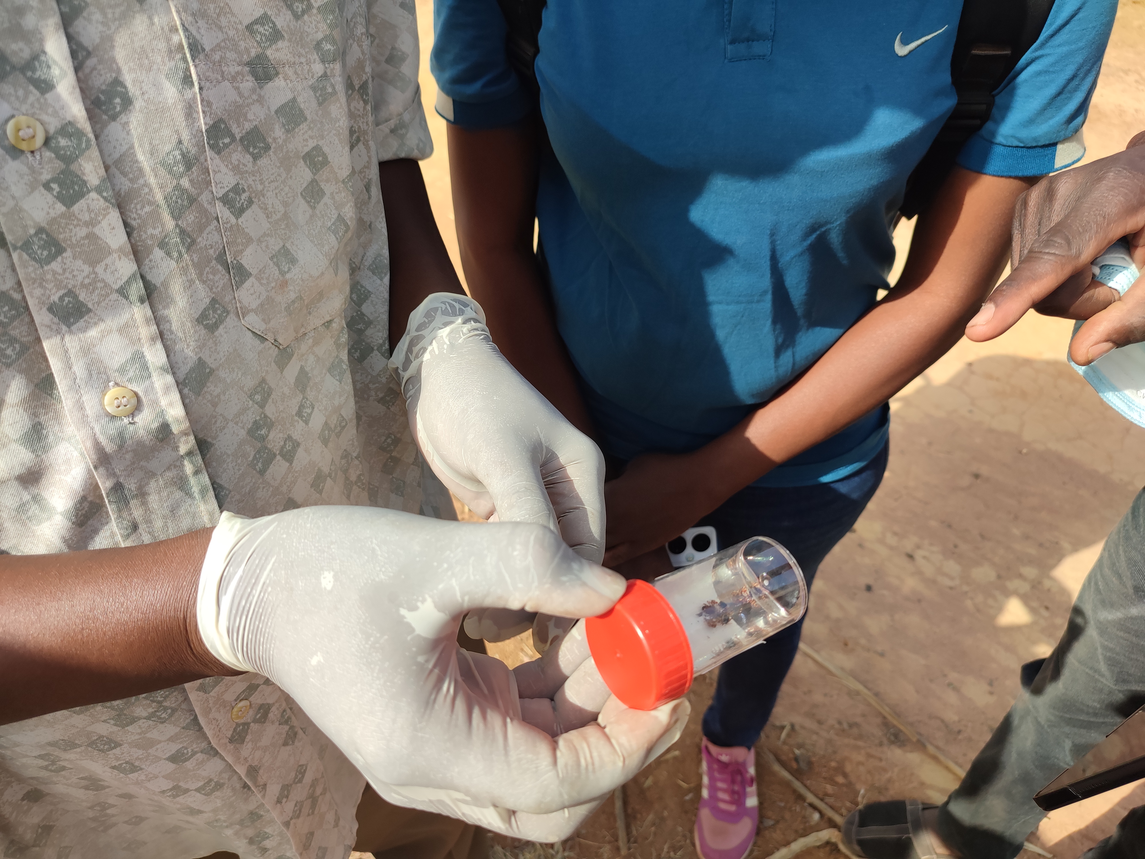 Ticks collected from livestock in a container (photo credit ILRI/Moctar Yougbaré).