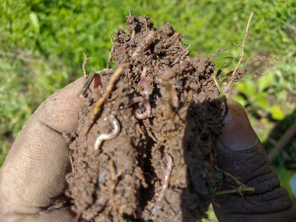 Improved soil with worms