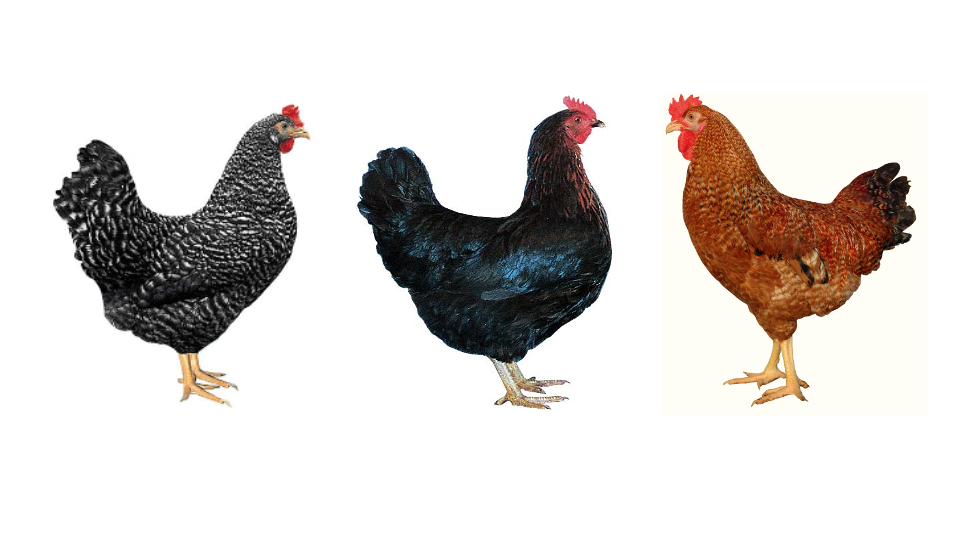 KALRO chicken breeds