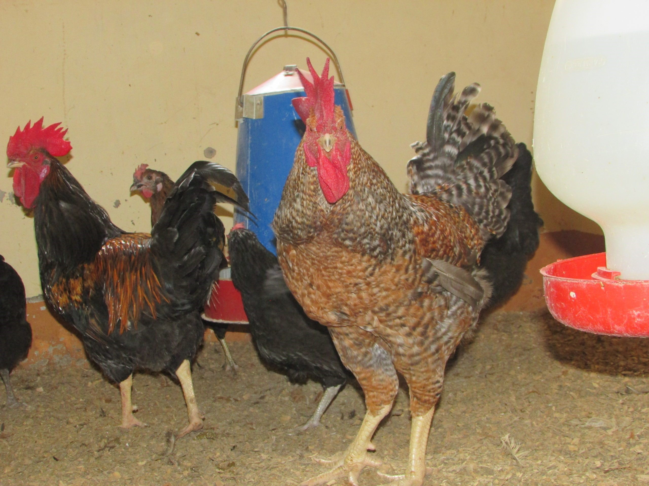 Kroiler chickens in Uganda (photo credit: ILRI/Dreck Ayebare