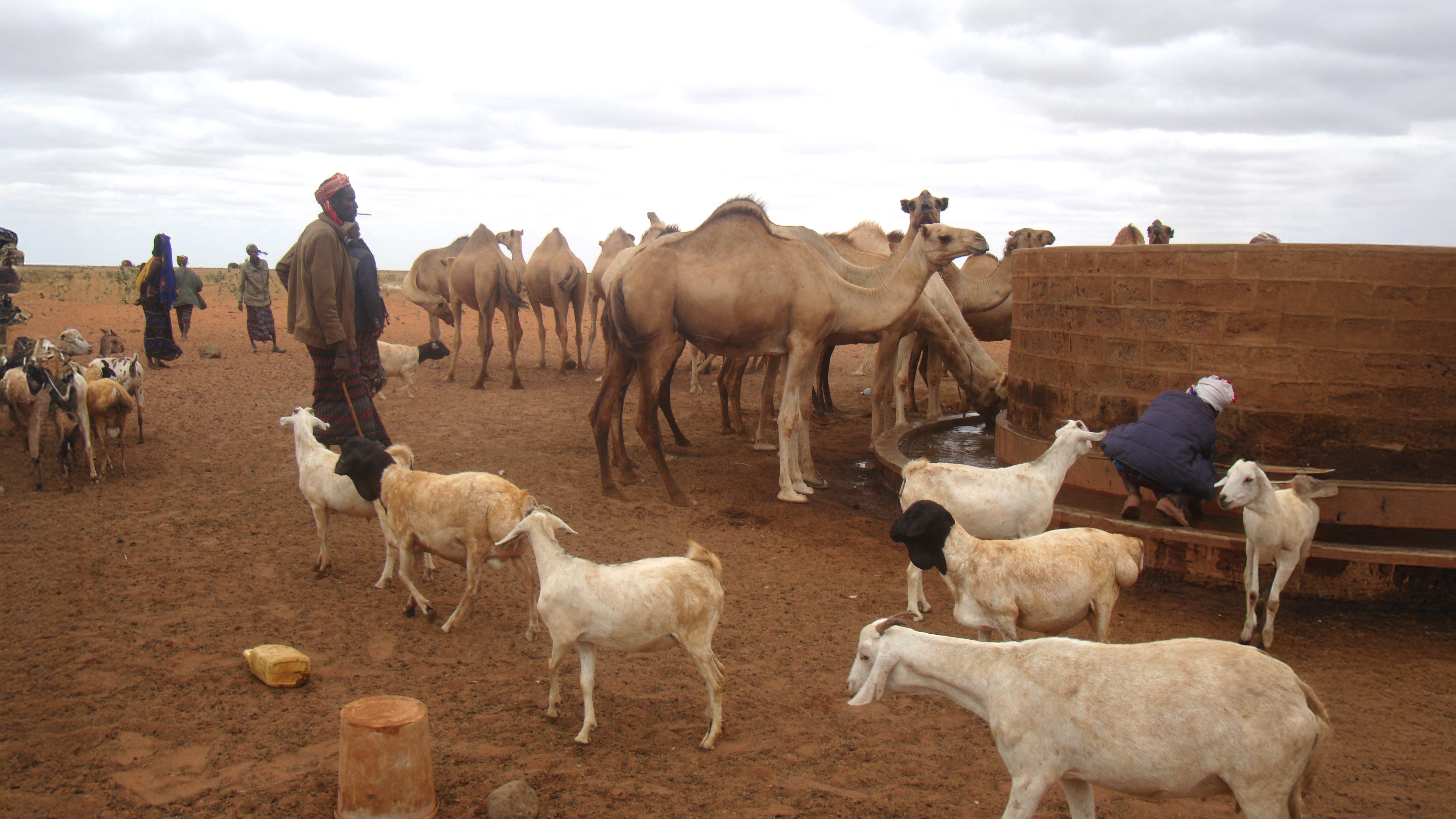 Livestock at Burgabo waterpoint in Marsabit County, Kenya