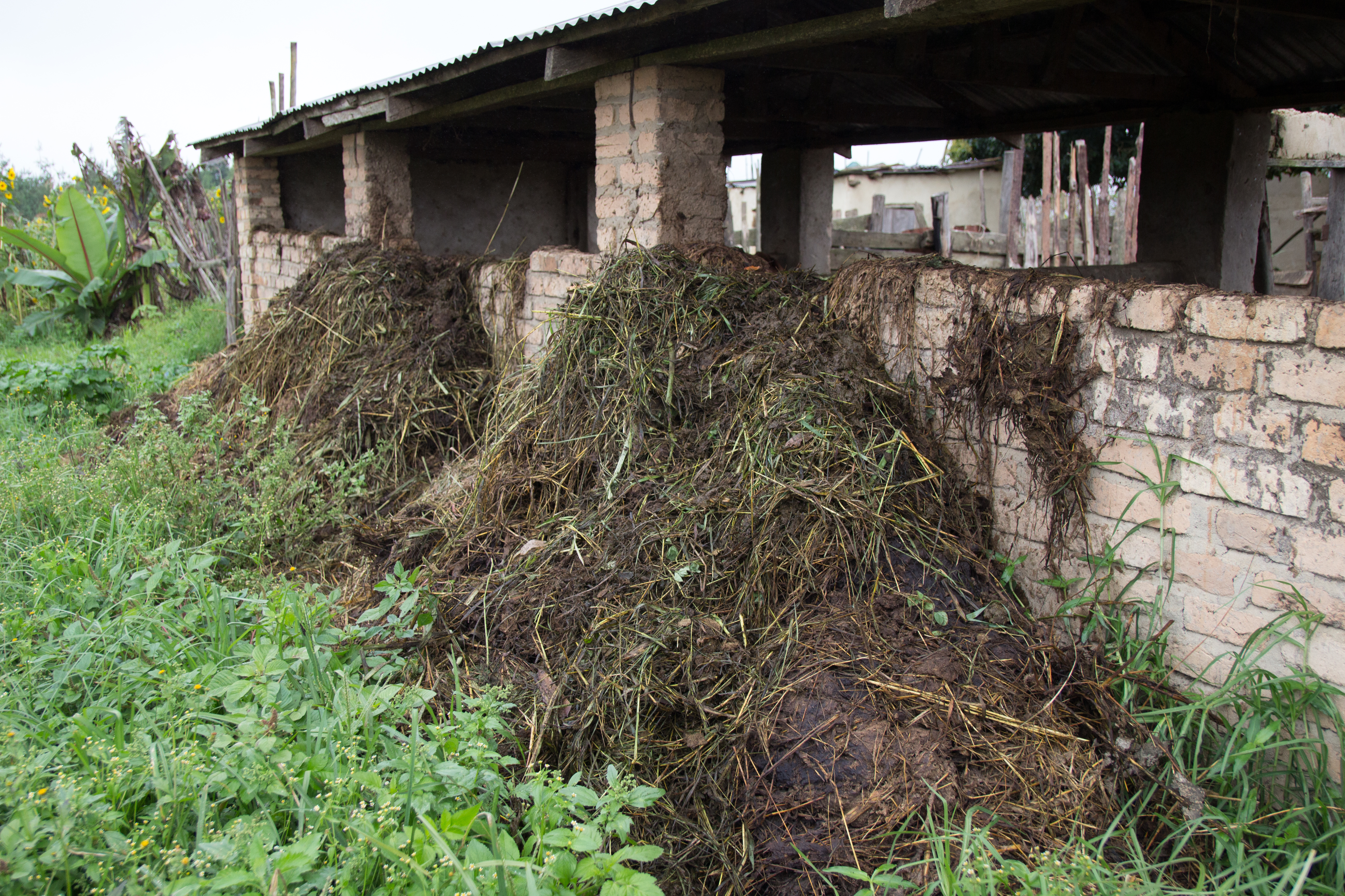 Manure plus bedding outside a cattle barn