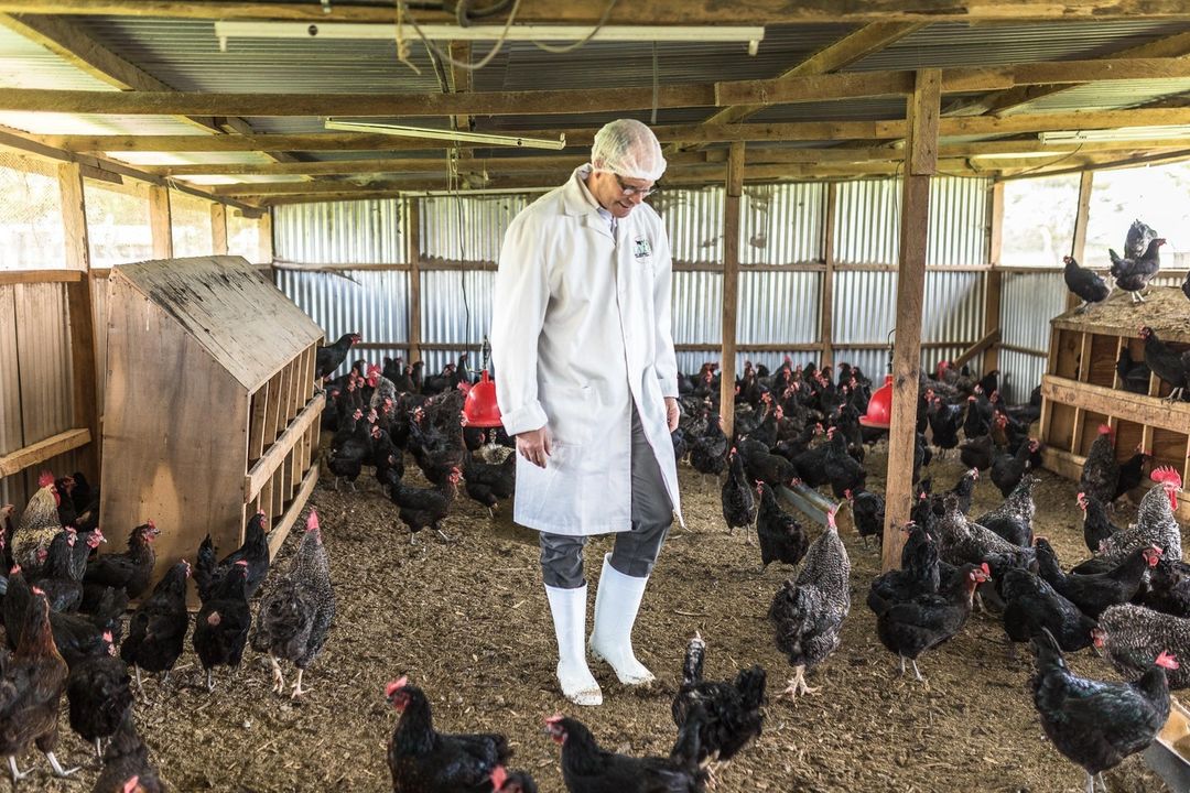 Mark Suzman in the chicken coop at KALRO.